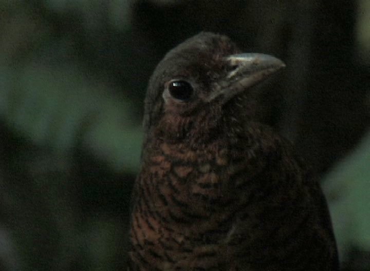 Antpitta, Giant 4