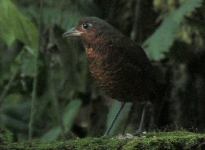 Antpitta, Giant 5