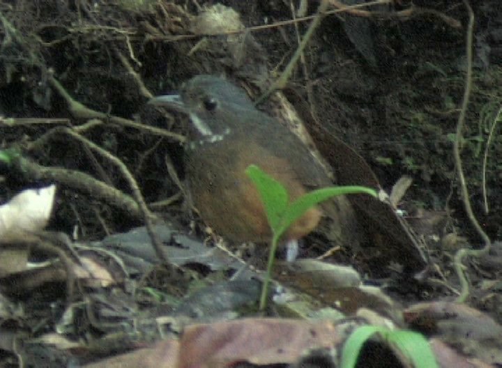 Antpitta, Moustached 2