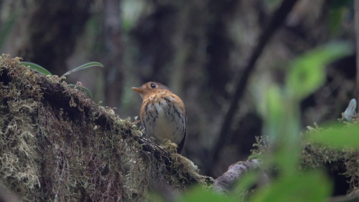 Antpitta, Ochre-breasted (Cerro Montezuma, Colombia) 1