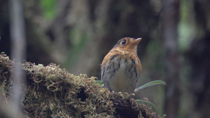 Antpitta, Ochre-breasted (Cerro Montezuma, Colombia) 2