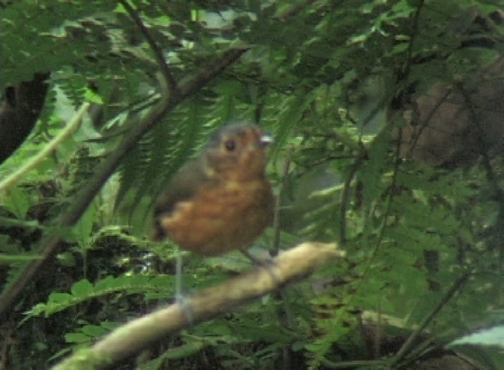 Antpitta, Slate-crowned 1