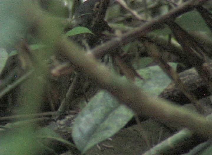 Antpitta, Spectacled