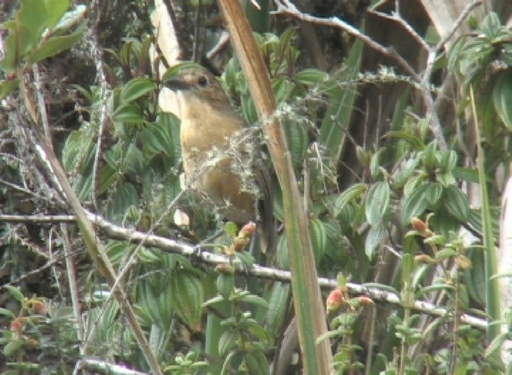 Antpitta, Tawny pp1