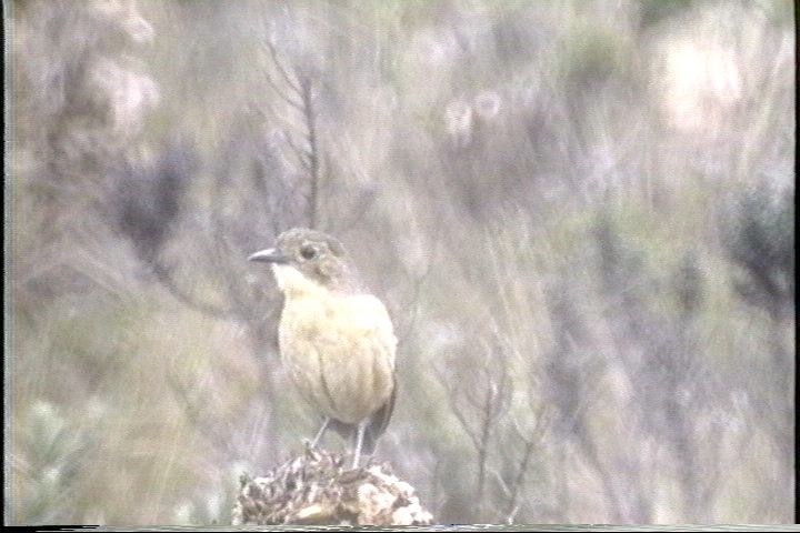 Antpitta, Tawny