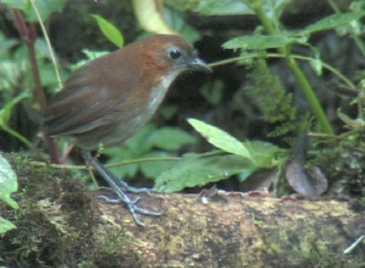 Antpitta, White-bellied 1