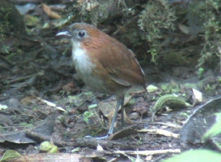 Antpitta, White-bellied 2