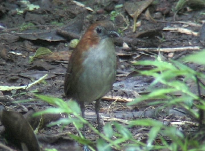 Antpitta, White-bellied 3