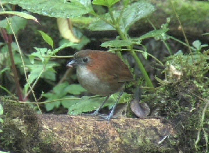 Antpitta, White-bellied 4