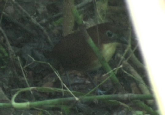 Antpitta, Yellow-breasted