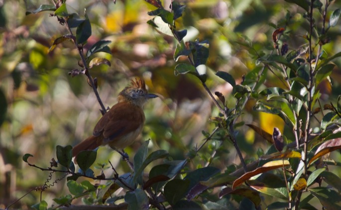 Antshrike, Barred 1