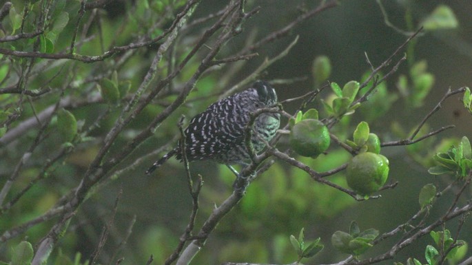 Antshrike, Barred 1