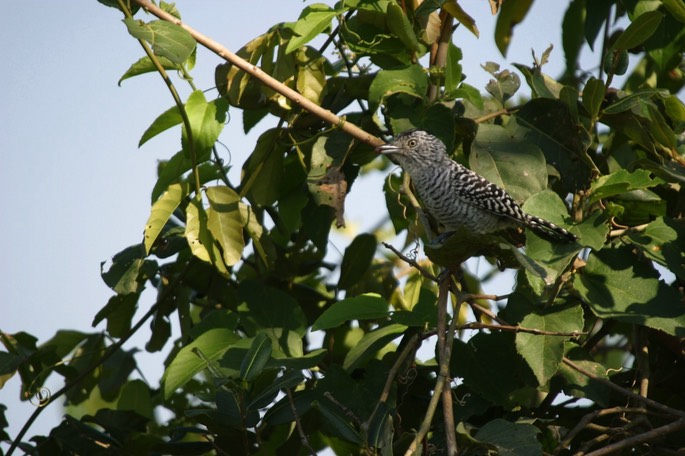 Antshrike, Barred 2