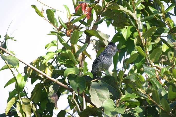 Antshrike, Barred 3