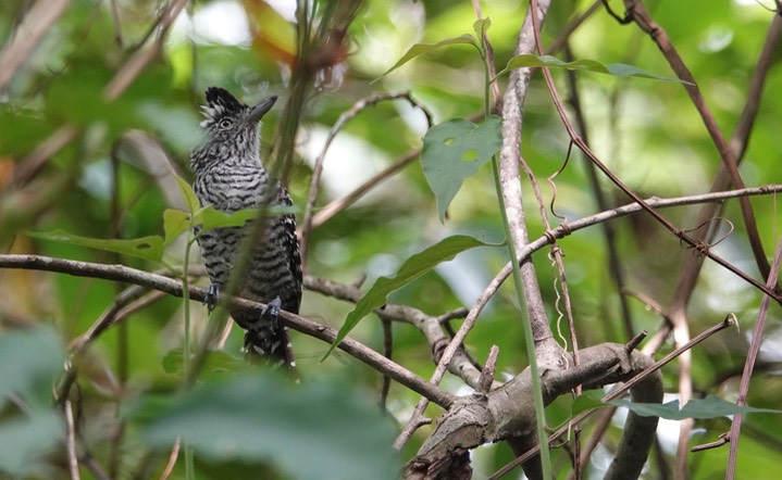 Antshrike, Barred. Thamnophilus doliatus2