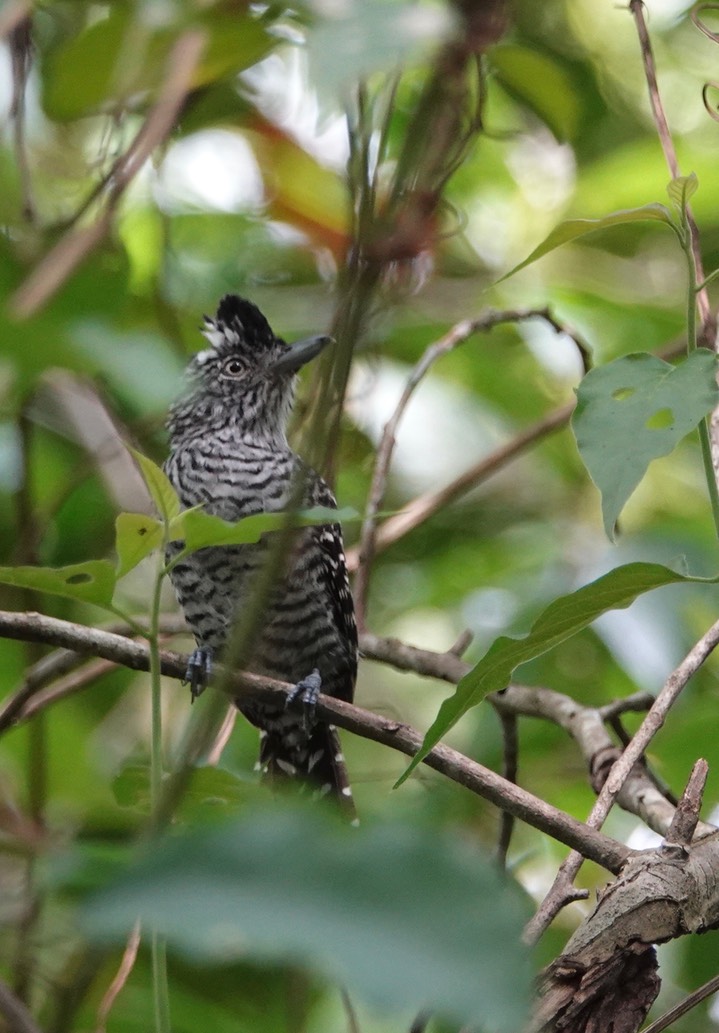 Antshrike, Barred. Thamnophilus doliatus3