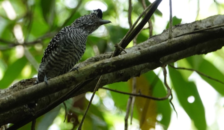 Antshrike, Barred. Thamnophilus doliatus4