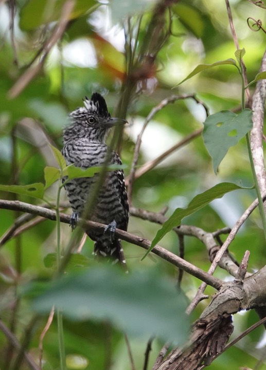 Antshrike, Barred. Thamnophilus doliatus1