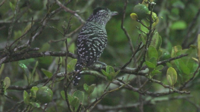 Antshrike, Barred