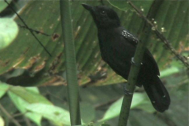 Antshrike, Black-hooded 1