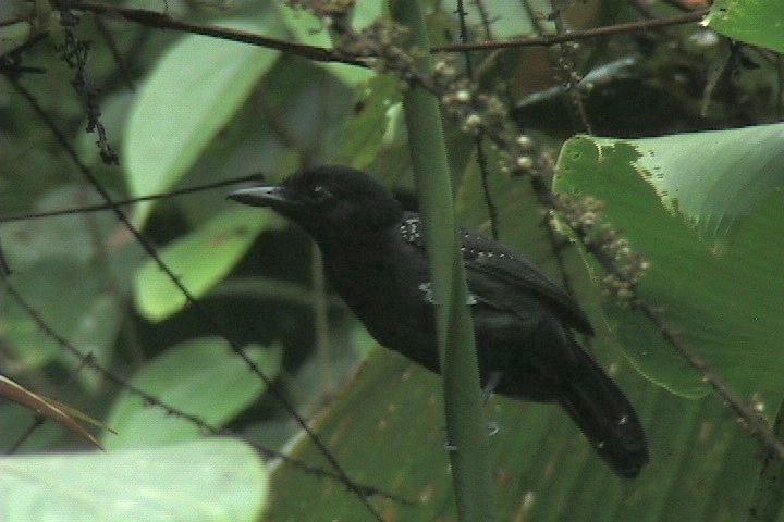 Antshrike, Black-hooded 2