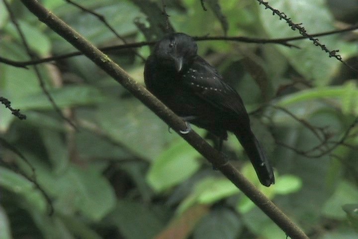 Antshrike, Black-hooded 3