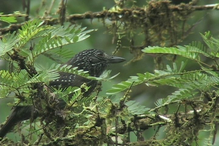 Antshrike, Black-hooded 4