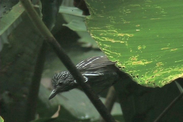 Antshrike, Black-hooded 5