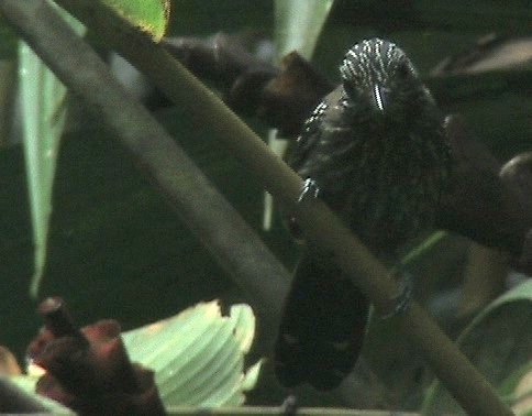 Antshrike, Black-hooded 6