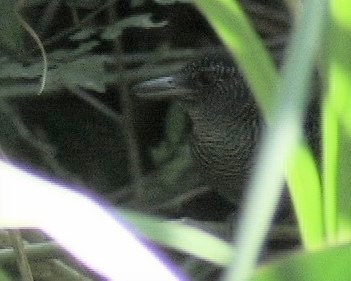 Antshrike, Fasciated 1