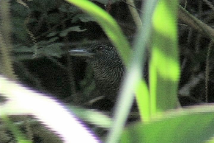 Antshrike, Fasciated 2