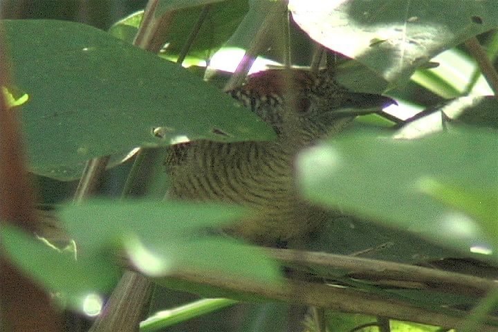 Antshrike, Fasciated 3