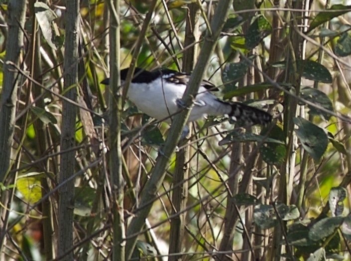 Antshrike, Great 1