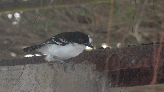 Antshrike, Great