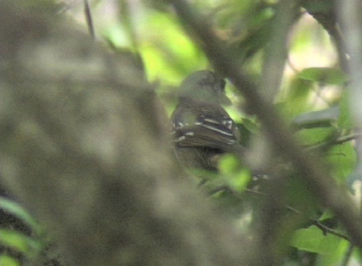 Antshrike, Westerm Slaty-