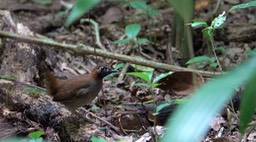 Antthrush, Black-faced (Belize 2021) 4