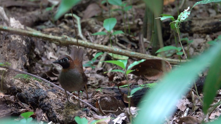 Antthrush, Black-faced (Belize 2021) 5