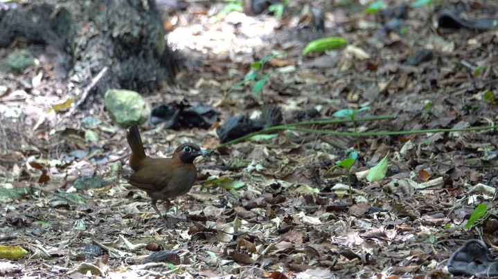 Antthrush, Black-faced (Belize 2021) 2