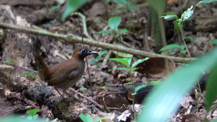 Antthrush, Black-faced (Belize 2021) 3