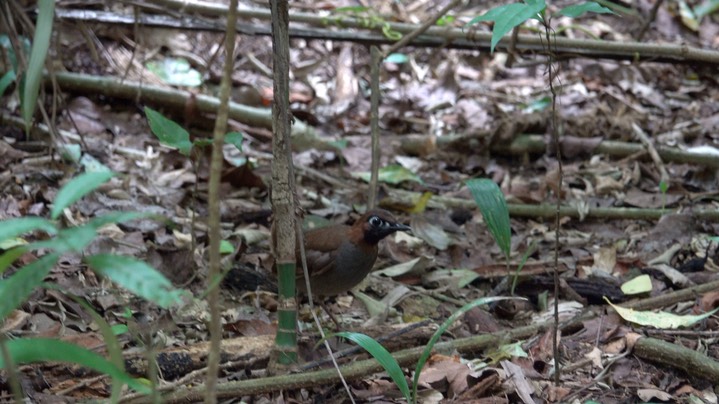 Antthrush, Black-faced (Belize 2021) 1