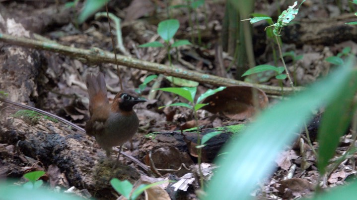 Antthrush, Black-faced (Belize 2021)6