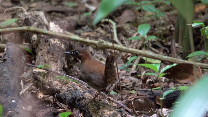 Antthrush, Black-faced (Belize 2021) 8