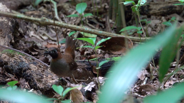 Antthrush, Black-faced (Belize 2021) 7