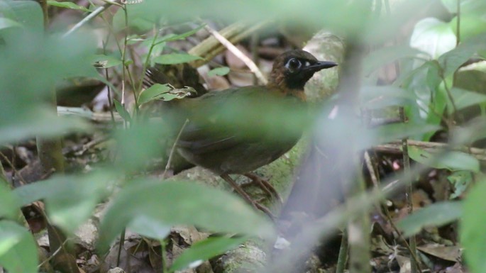 Antthrush, Mexican