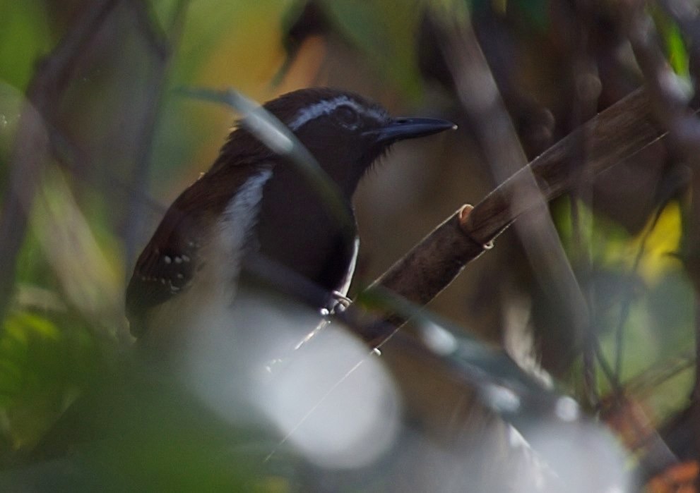 Antwren, Rusty-backed 1