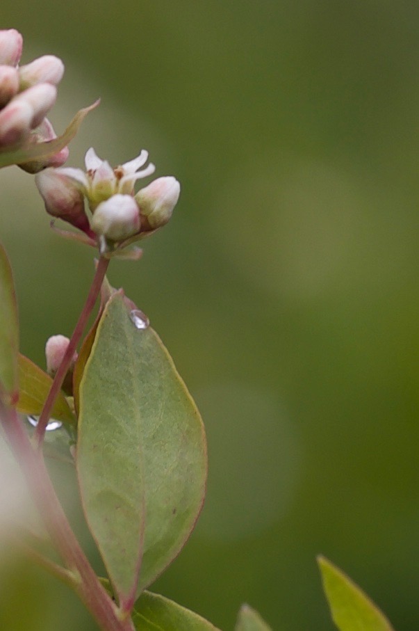 Apocynum cannabinum, Hemp Dogbane3