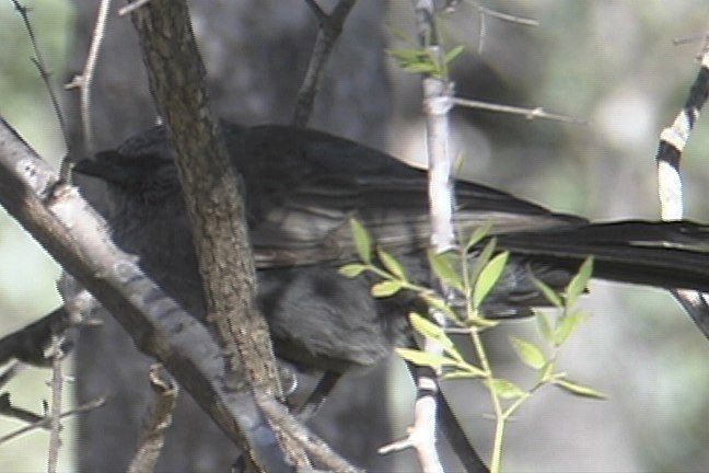 Apostlebird 1