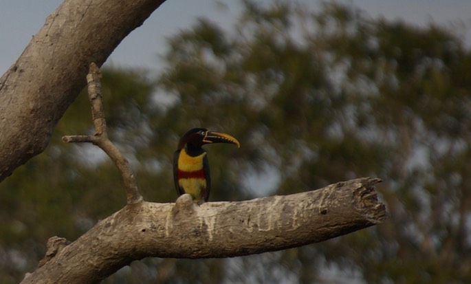 Aracari, Chestnut-eared 2