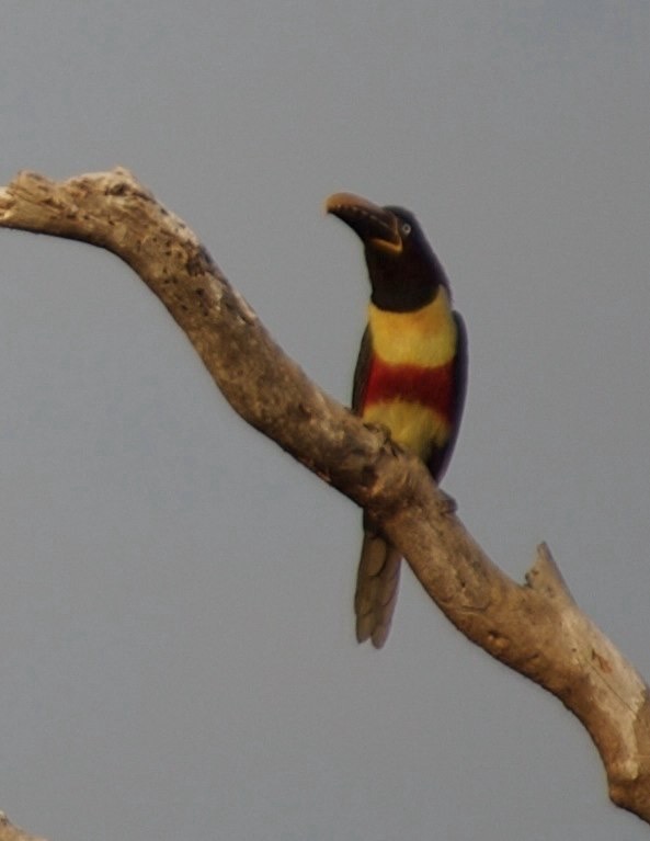 Aracari, Chestnut-eared 2