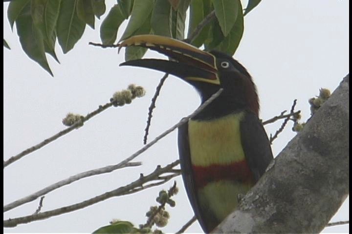 Aracari, Chestnut-eared